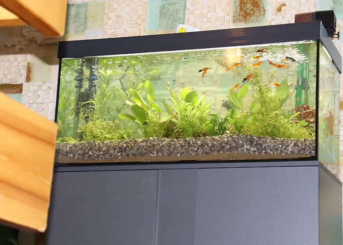 Szálloda Schwarzes Ross & Restaurant